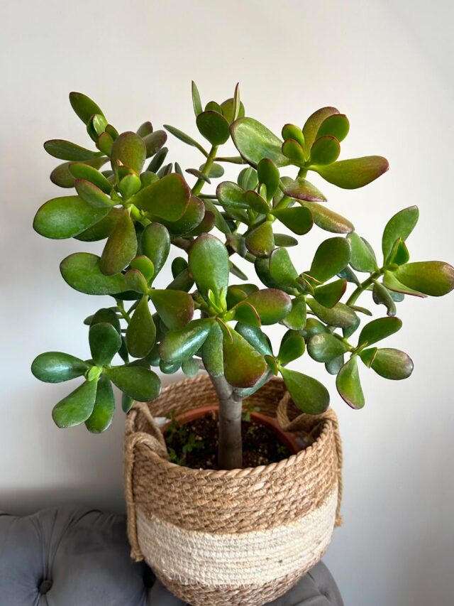 planta-jade-2