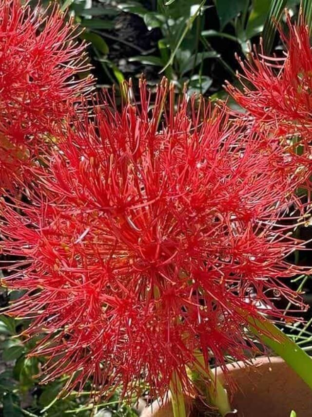 lirio-sangu-salmao-capa