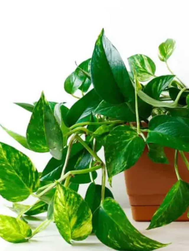 plamta-jiboia-1-1140x570