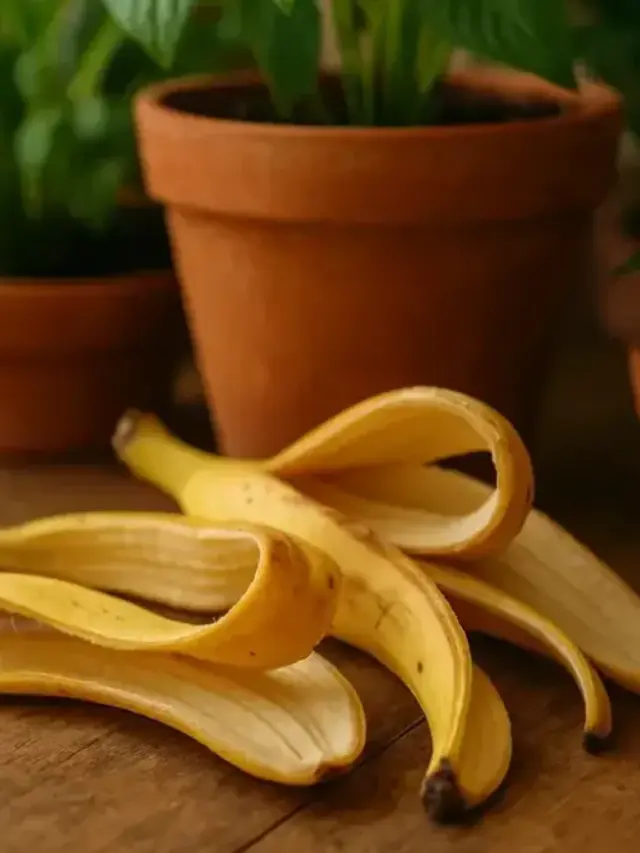 casca-banana-plantas-1-1200x680
