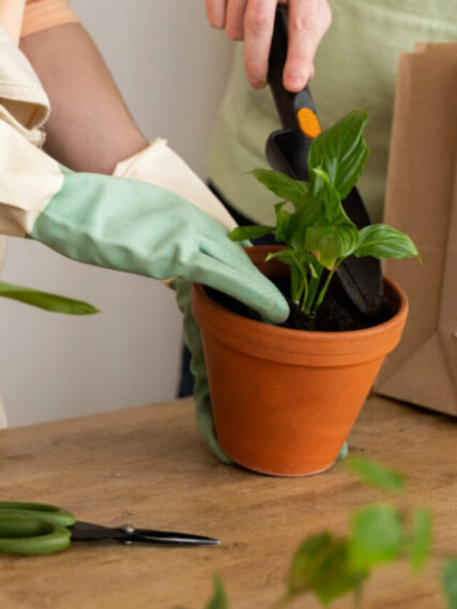 cuidado-plantas-casa-1-1140x570
