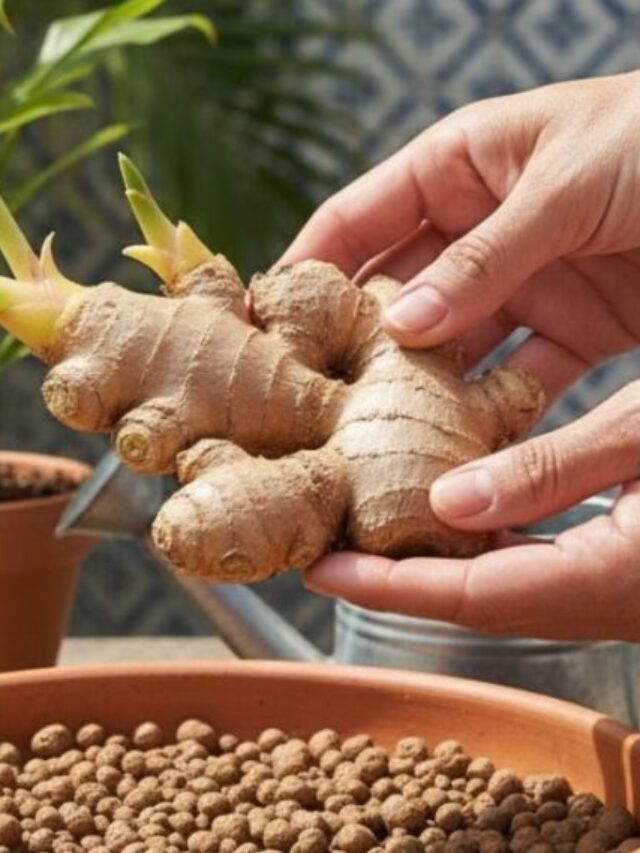 gengibre-vasocp-1140x570