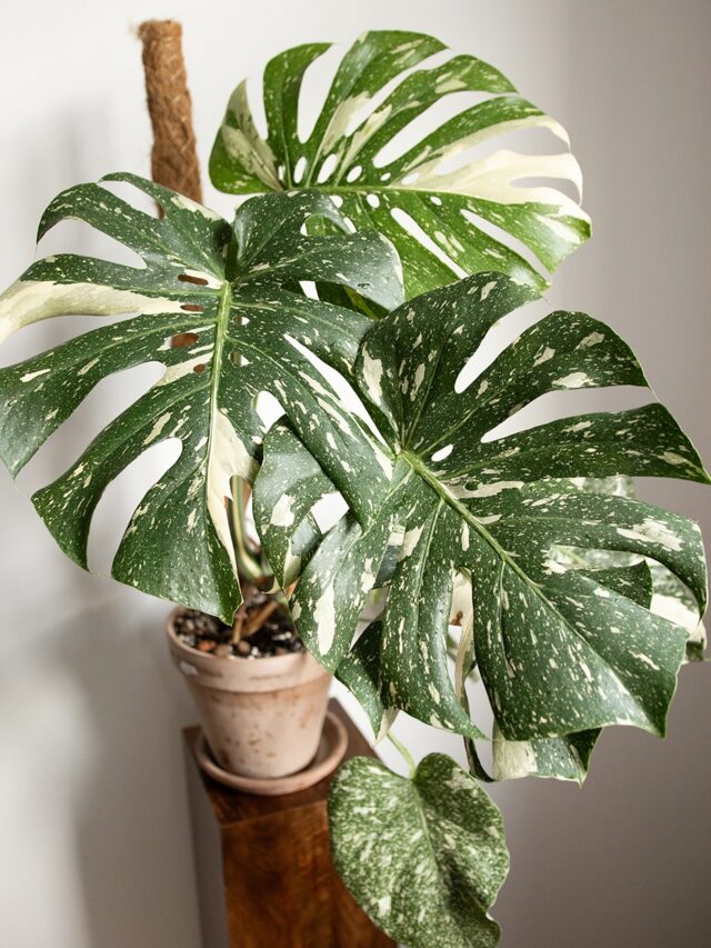 monstera-conste