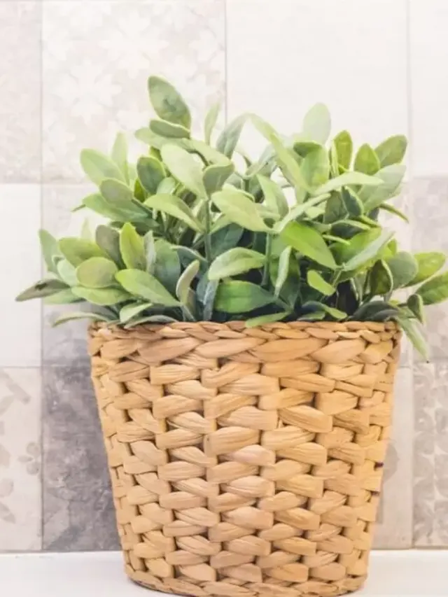 plantas-cozinha-1-1200x680