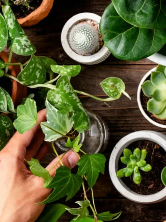 plantas-ornamentais-1-1140x570