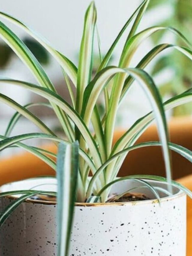 planta-aranha-1140x570