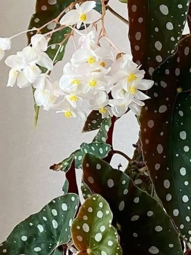 begonia-flores-1-1250x650