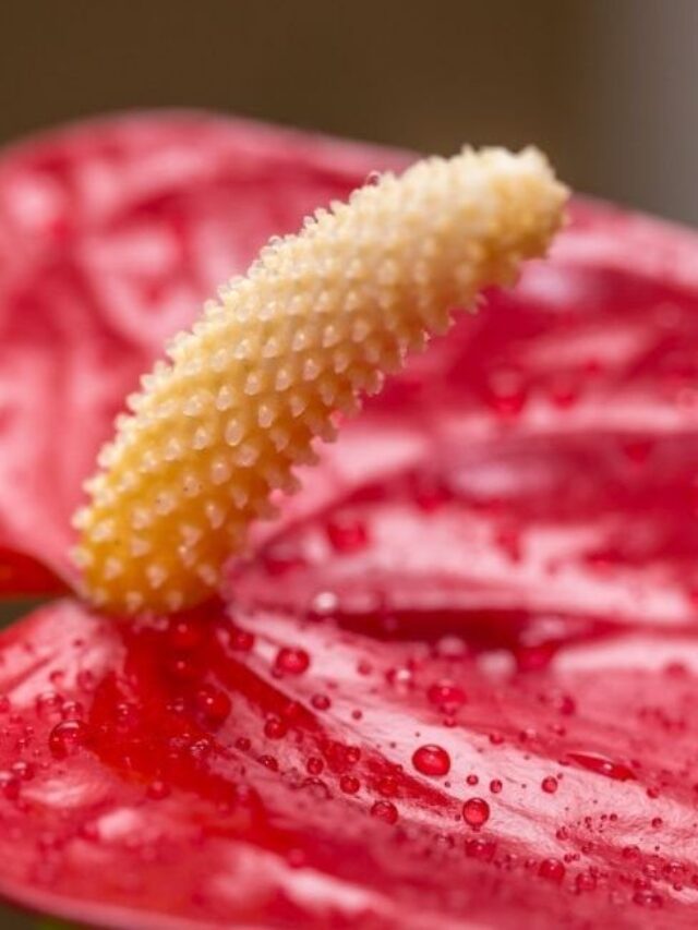 caroco-anturio-1250x650