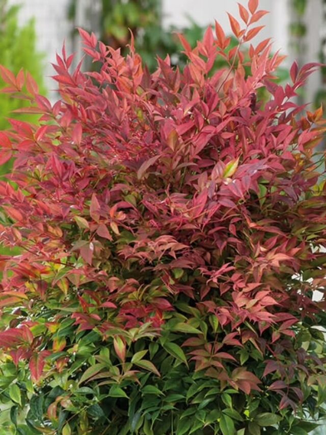 nandina-2