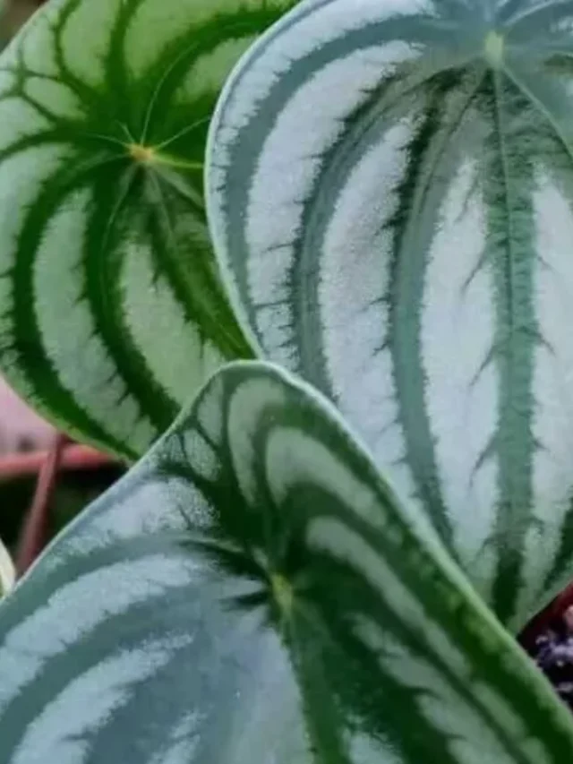 peperomia-melancia-capa-1140x570