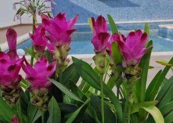 flor de curcuma