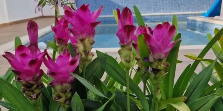 flor de curcuma