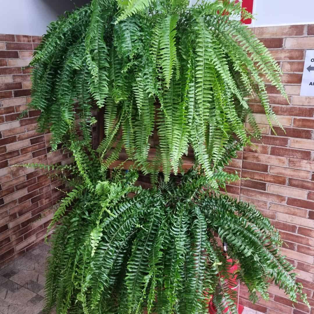 samambaia americana 1 Como regar samambaias, orquídeas e demais plantas domésticas em plena seca de inverno?