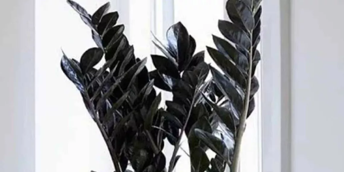 Zamioculca black: características, significados e dicas para seu cultivo.