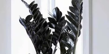 A zamioculca precisa de muita luz para "ir pra frente" em apartamentos? Especialistas explicam.