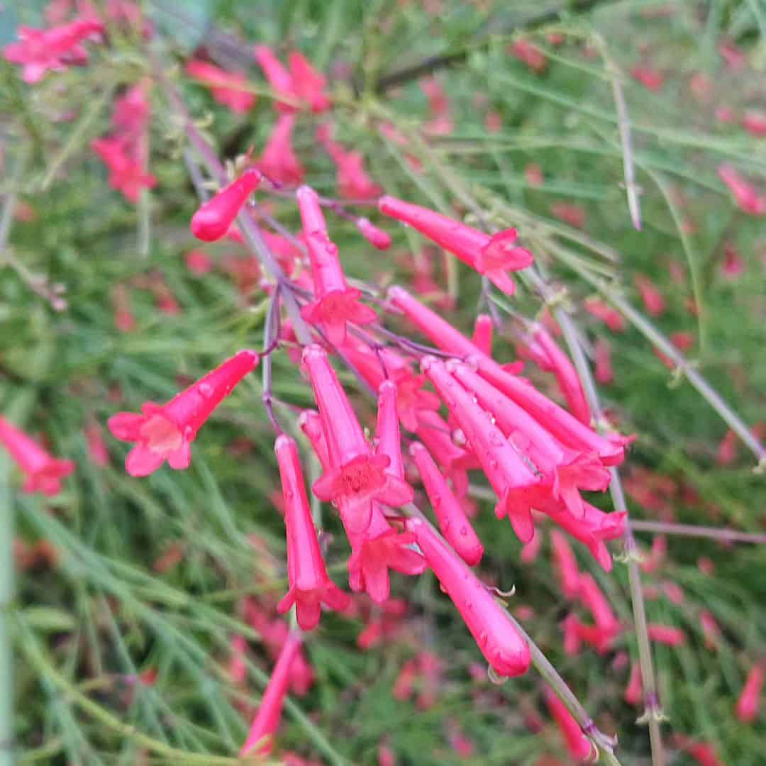 russelia 2 Flor-de-coral: Conheça a Beleza e os Benefícios da Russelia equisetiformis