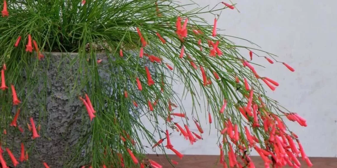 Flor-de-coral: transforme seu jardim com essa explosão de cor e leveza