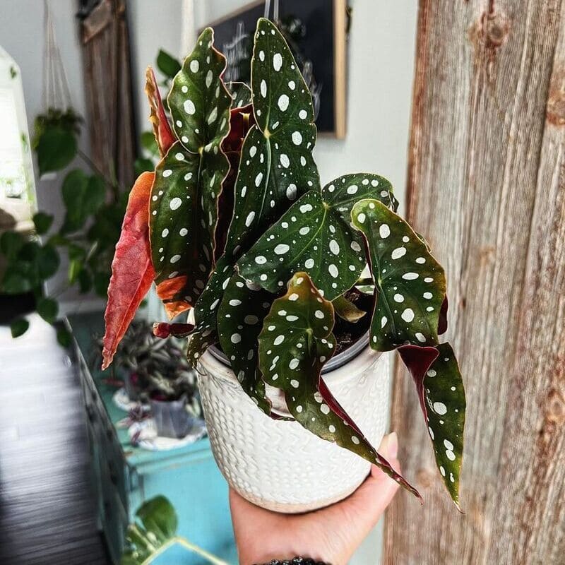 Begonia Maculata