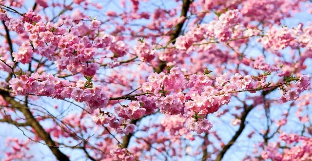 Tipos de cerejeira no Brasil: Beleza Oriental Adaptada ao Clima Tropical