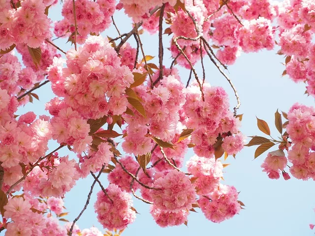 Tipos de cerejeira no Brasil: Beleza Oriental Adaptada ao Clima Tropical