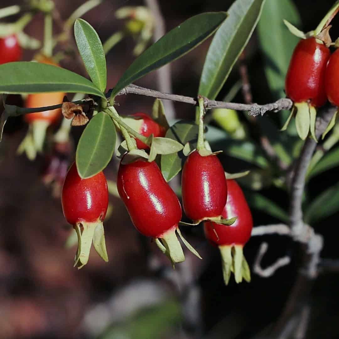 Tipos de cerejeira no Brasil: Beleza Oriental Adaptada ao Clima Tropical