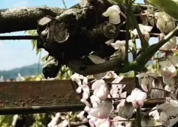 plantas para pergolado