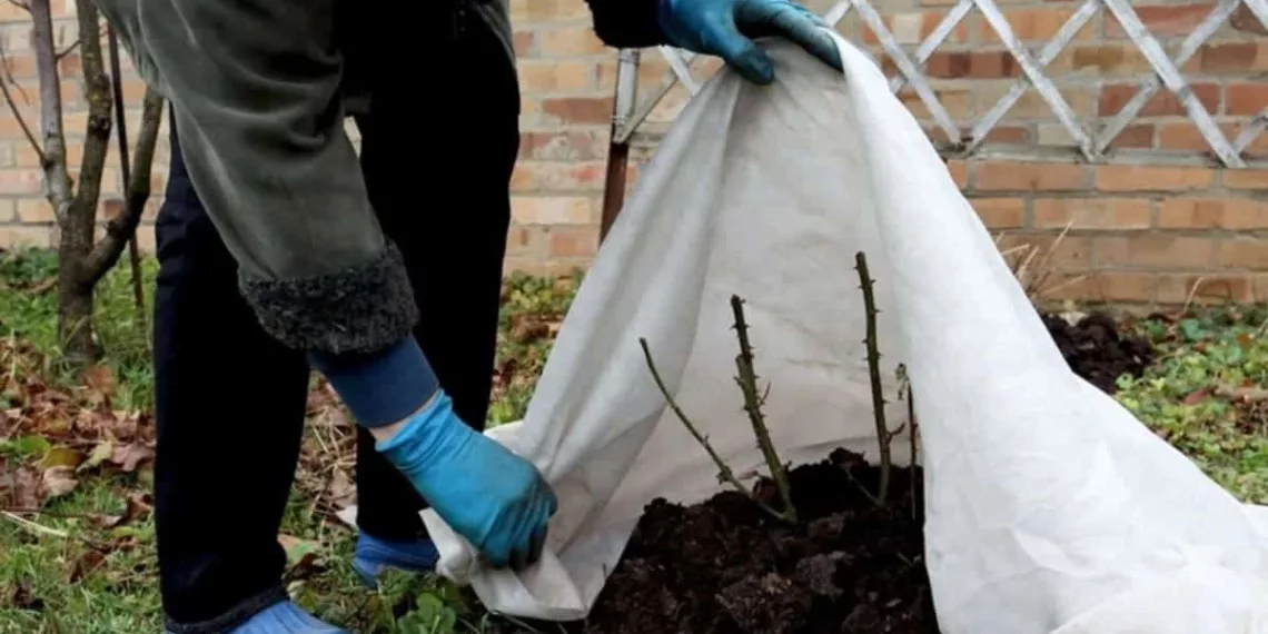 Fertilizante no inverno: o segredo para plantas mais fortes e floridas na primavera