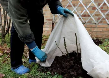 fertilizentes inverno capa Os fertilizantes no cuidado com as plantas durante o inverno