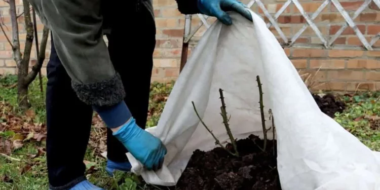 fertilizentes inverno capa Os fertilizantes no cuidado com as plantas durante o inverno