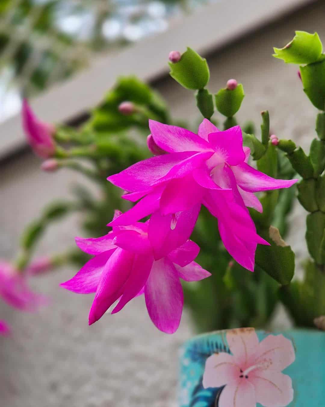 flor de maio (Schlumbergera truncata)