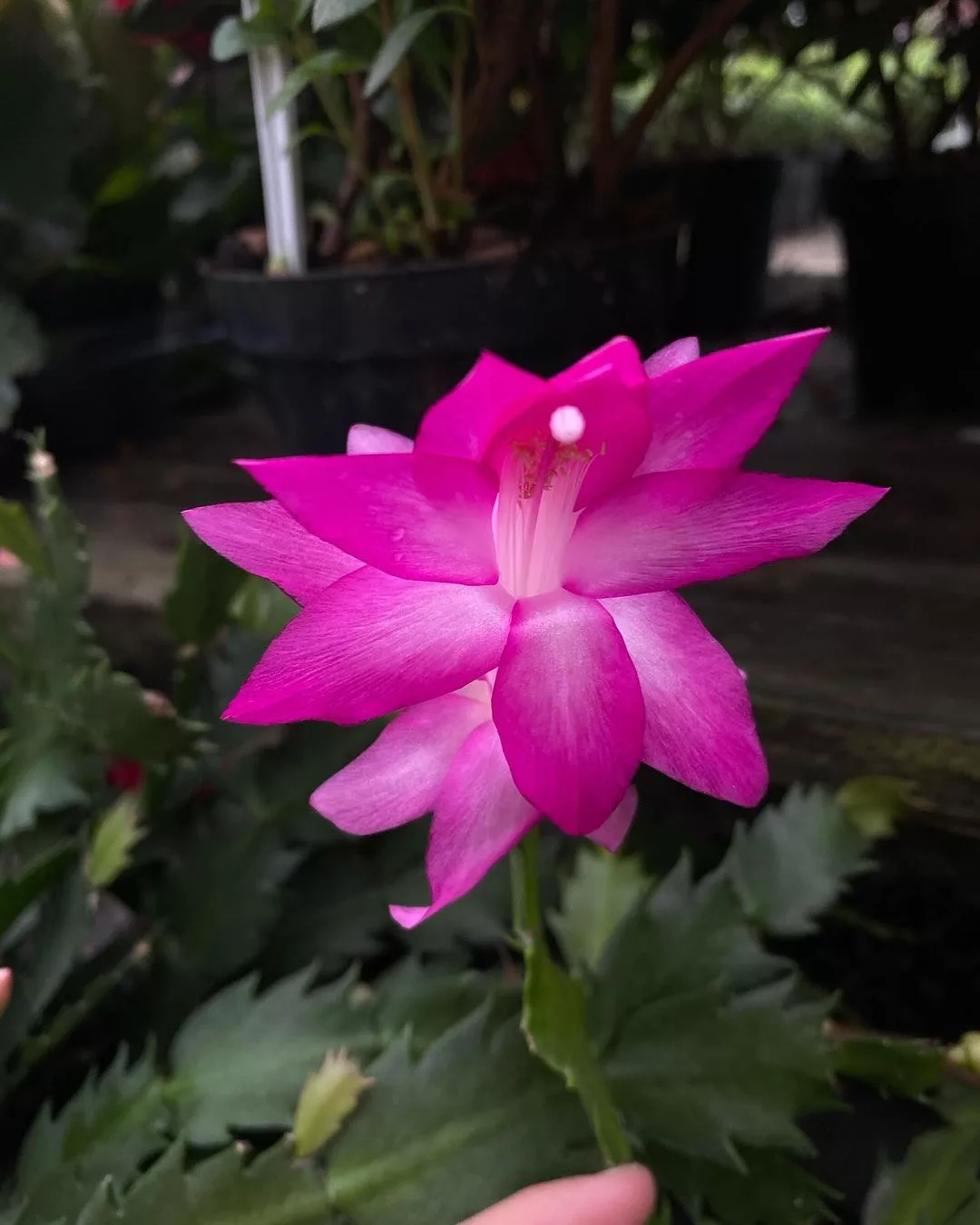 flor de maio (Schlumbergera truncata)