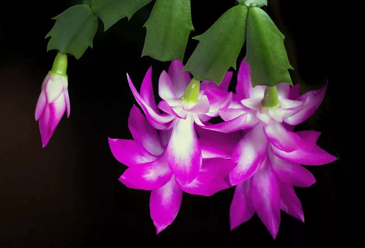 flor de maio (Schlumbergera truncata)