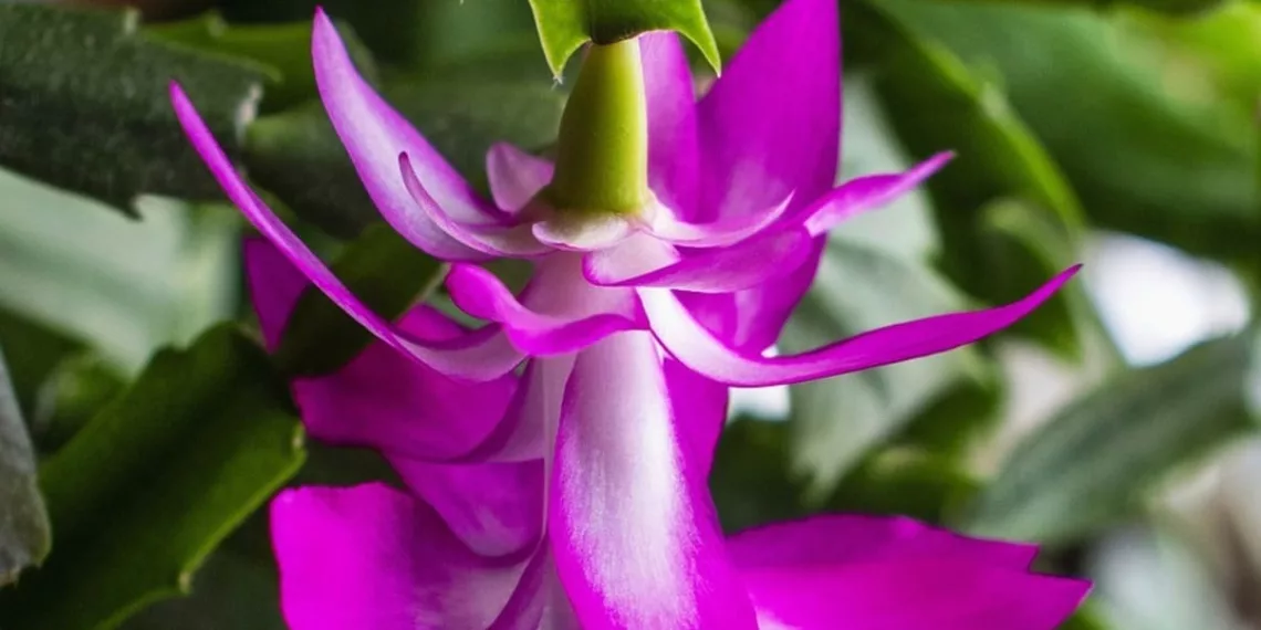 flor de maio
