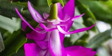 flor de maio