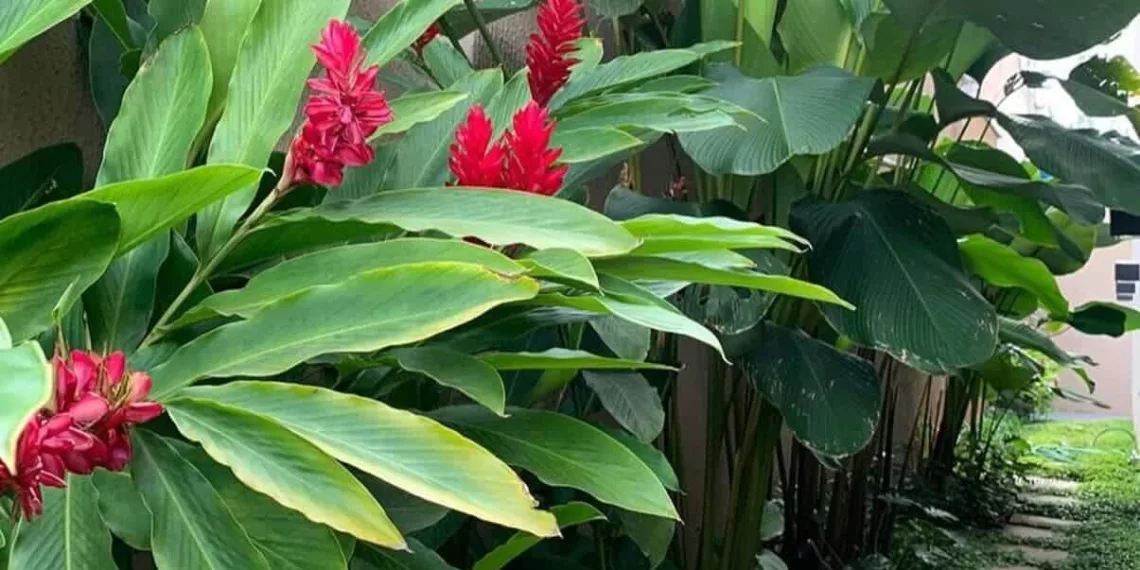 jardim tropical