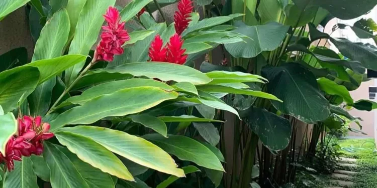 jardim tropical