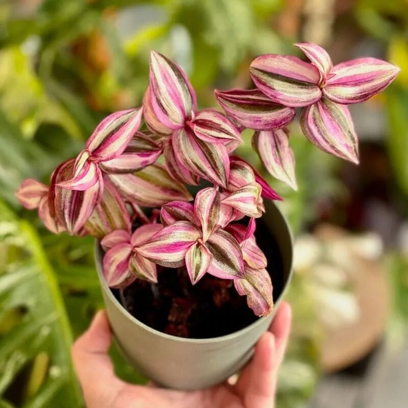  Lambari Roxo, cientificamente conhecido como Tradescantia zebrina