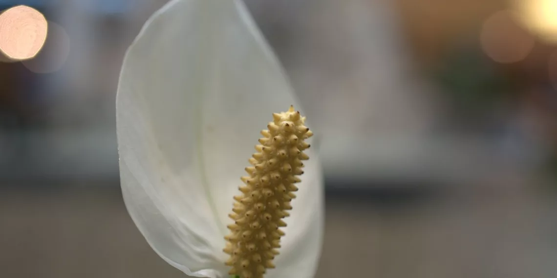 Lírio-da-paz: a planta elegante que transforma o ambiente e ainda melhora o ar da casa