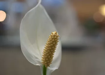 Lírio-da-paz: a planta elegante que transforma o ambiente e ainda melhora o ar da casa