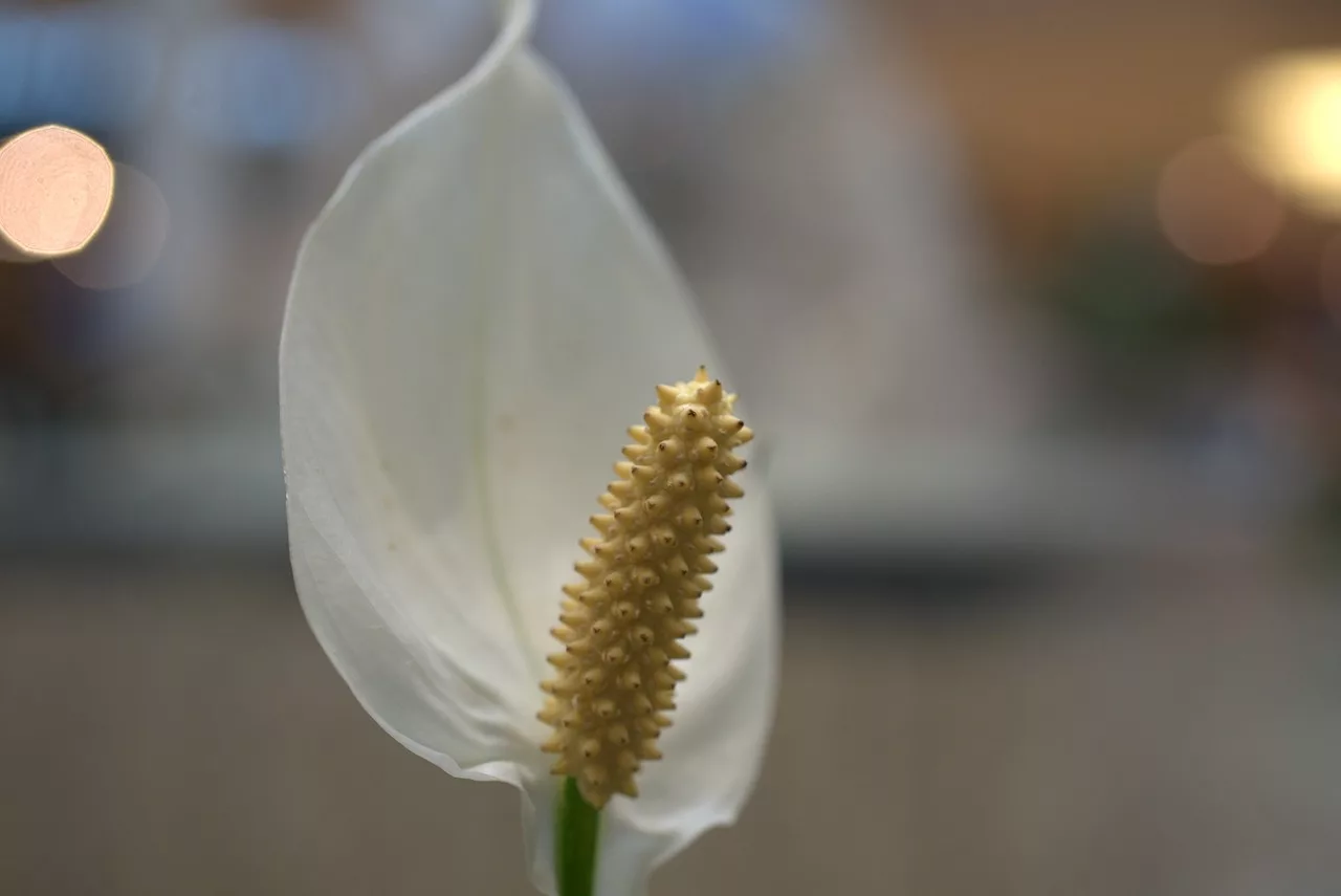 lírio da paz, ou Spathiphyllum wallisii