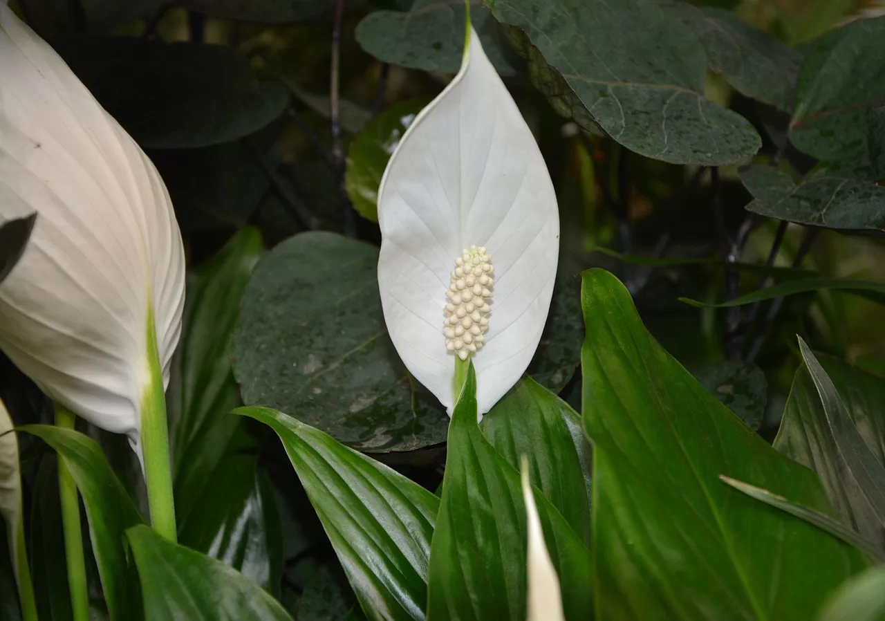 lírio da paz, ou Spathiphyllum wallisii