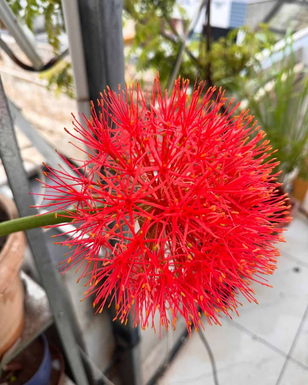 Lírios-sangu-salmão (Scadoxus multiflorus)