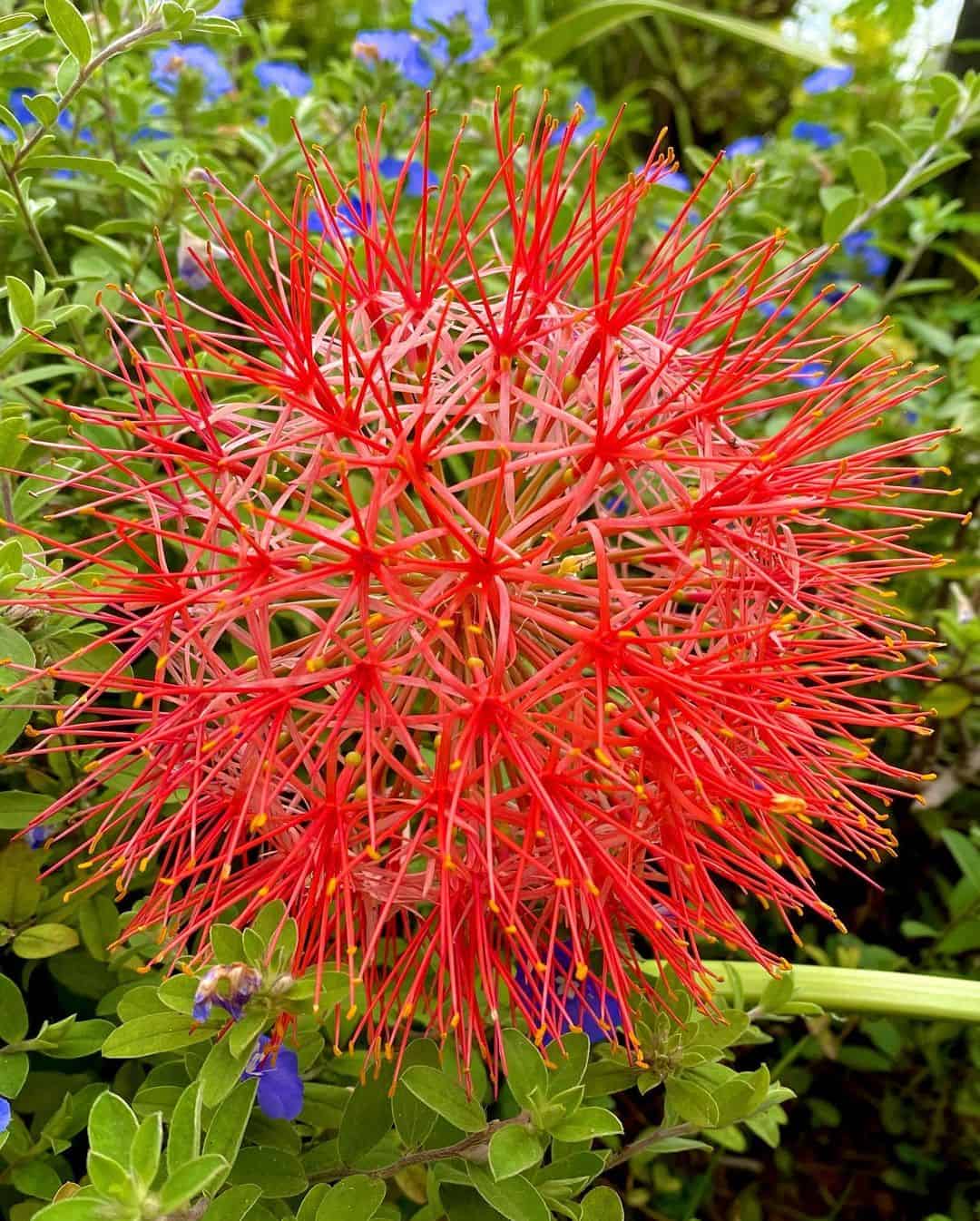 Lírios-sangu-salmão (Scadoxus multiflorus)