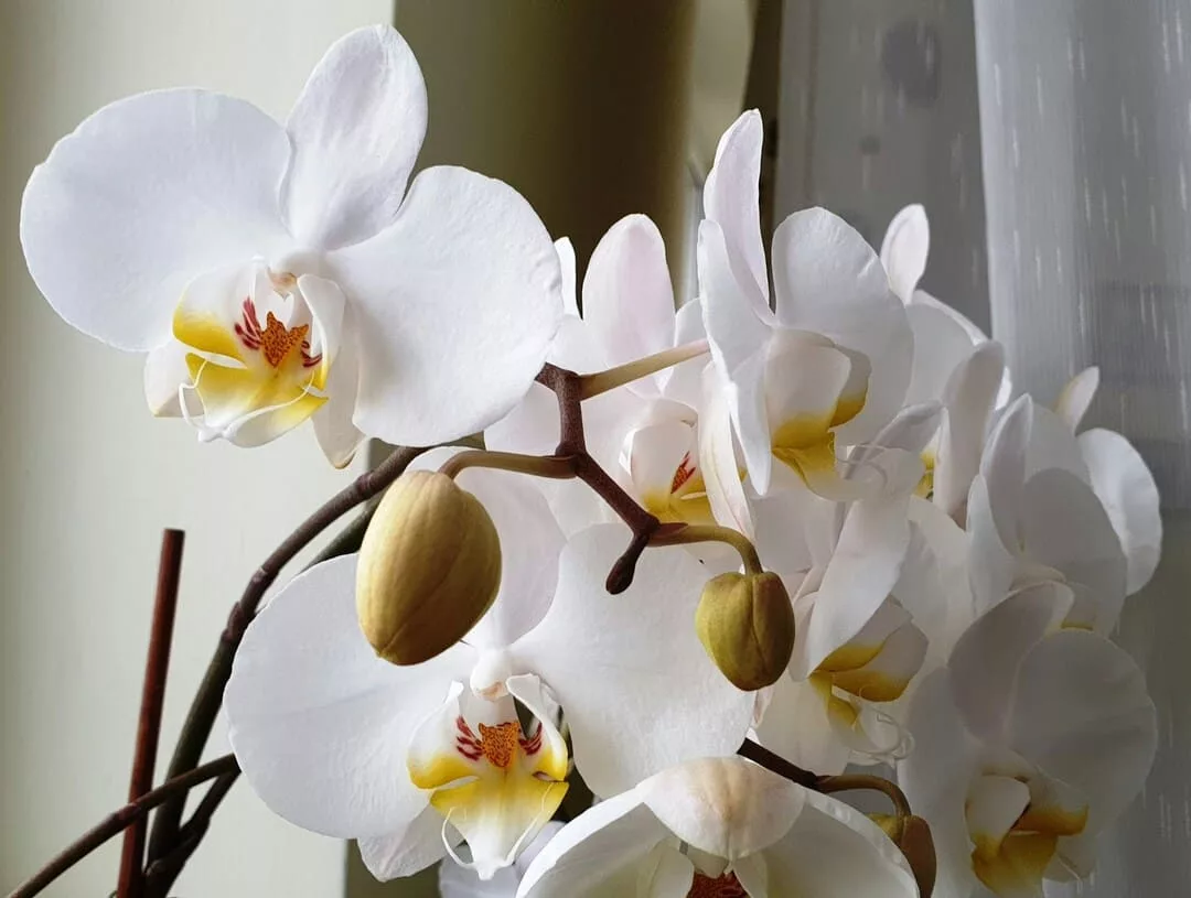 orquídea Phalaenopsis