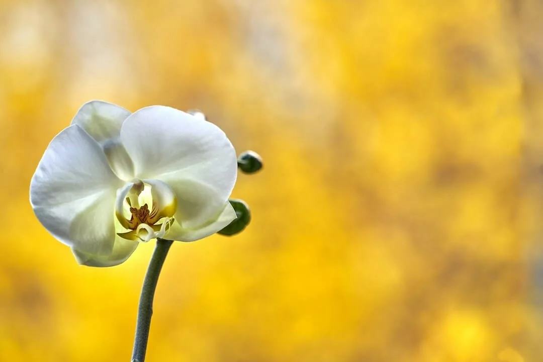 orquídea Phalaenopsis