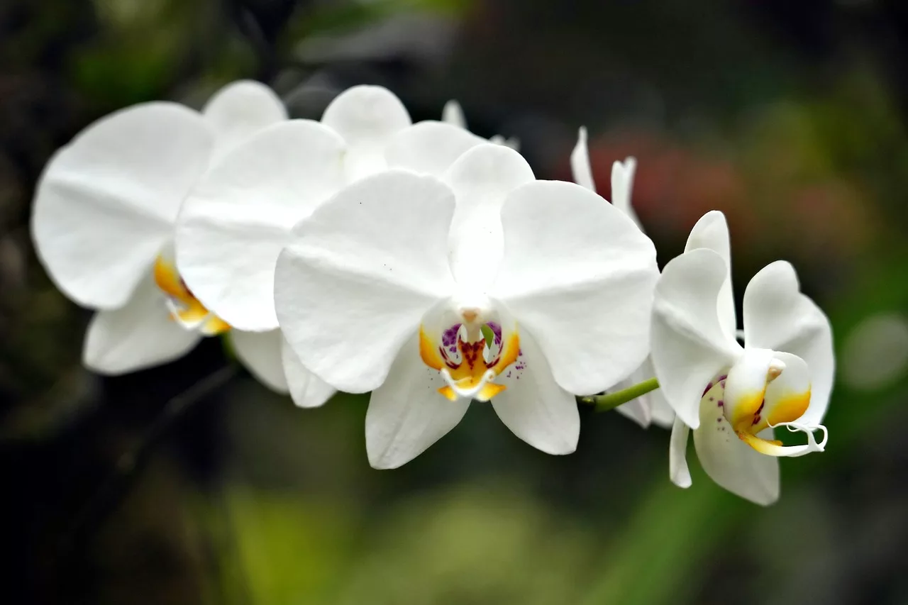 orquídea Phalaenopsis