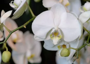 orquídea Phalaenopsis