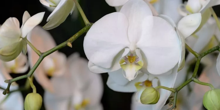 orquídea Phalaenopsis