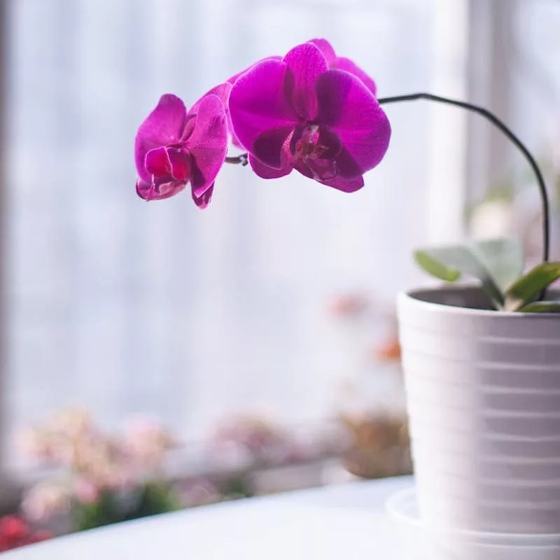 orquidea no vaso 2 jpg Como regar samambaias, orquídeas e demais plantas domésticas em plena seca de inverno?