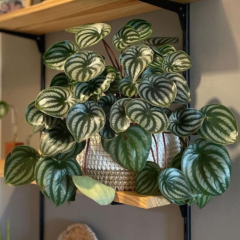 peperomia melancia 2 Peperômia Melancia: O Guia Completo para Cuidar e Decorar com Esta Planta Encantadora